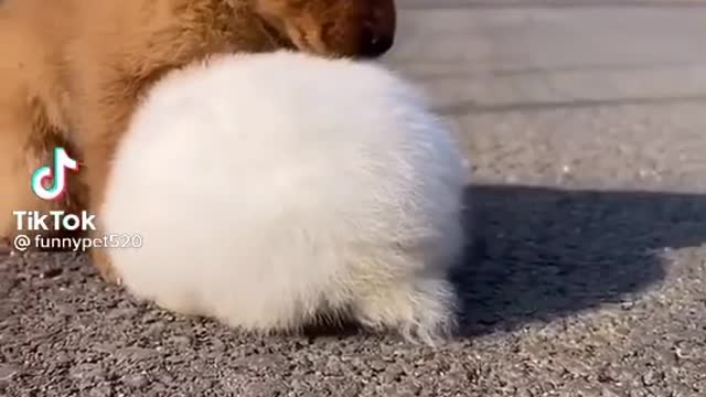 Cute Baby Bunnies think the Golden Retriever is her mother.