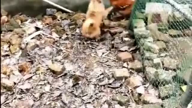 Funny animal fighting