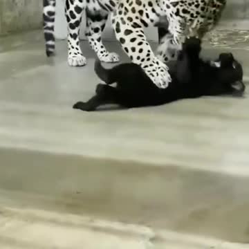 Jaguar and little black Jaguar lovely and beautiful moment