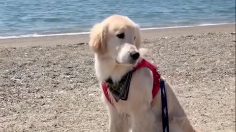 Funniest Golden Puppies clips.leVmZT