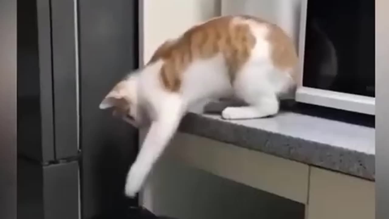 Funny videos 2024