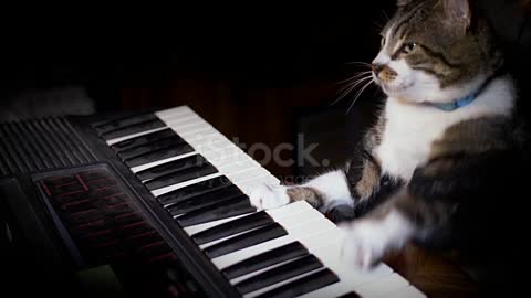 The cat plays the piano. Are you welcome