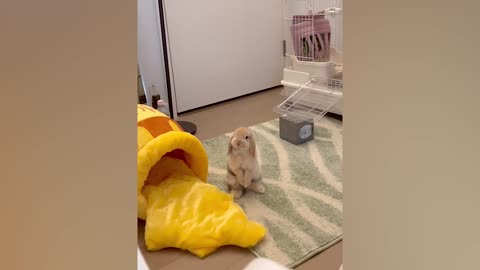 Rabbit moves its mouth