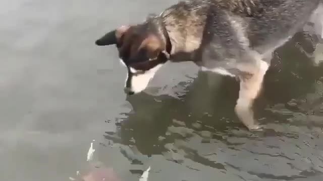 My dog catches crabs