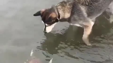 My dog catches crabs