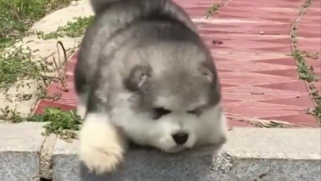 Cute baby animals Videos Compilation cutest moment of the animals - Cutest Puppies2