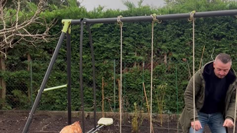 Man Pushes Chickens On Playground Swings