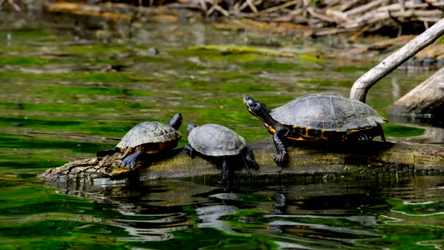 turtle famili