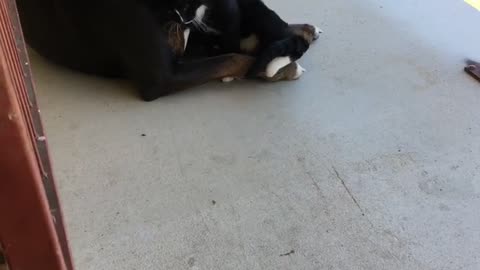 Cat Surprises Dog with Gentle Gesture