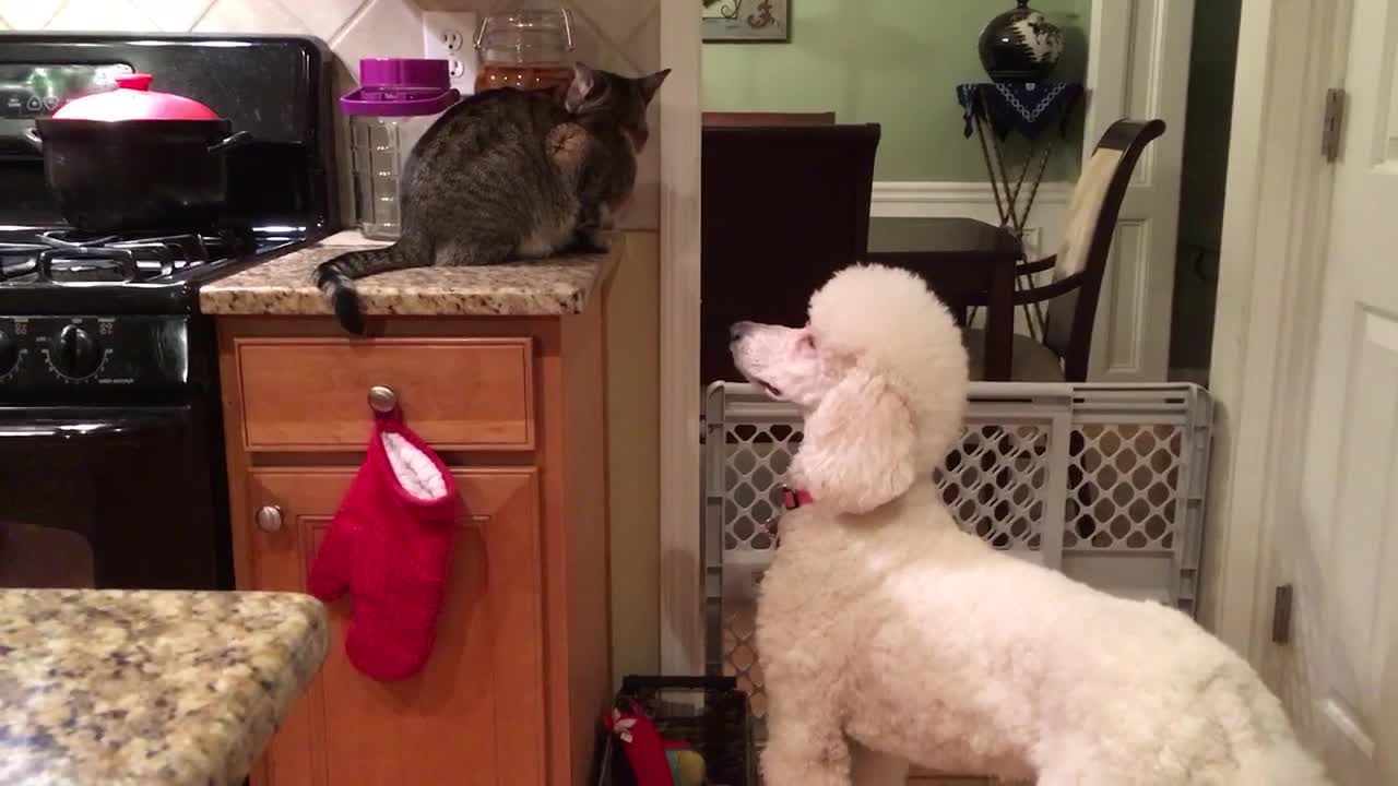 Dog and cat engage in hilariously epic stand-off