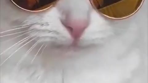 cute Animals Animals SOO Cute Just a relaxing video