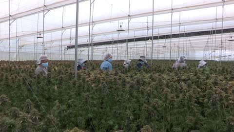 Cannabis medicinal: una industria con oportunidades para el campo colombiano [Video]