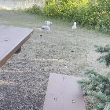 Seagull and crackers