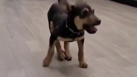 HAPPY DANCING DOG