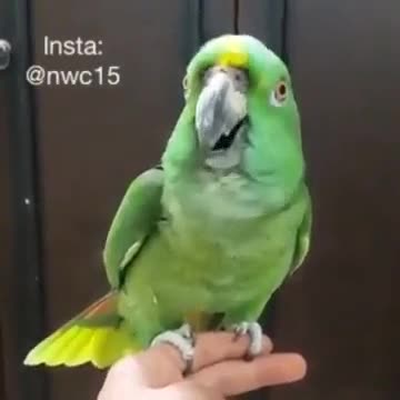 Parrot recite Kalma