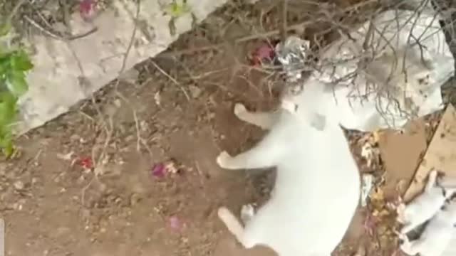 The cat asking who can kill my baby ðŸ˜ðŸ˜