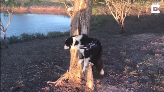 This person taught her dog how to play the floor is lava