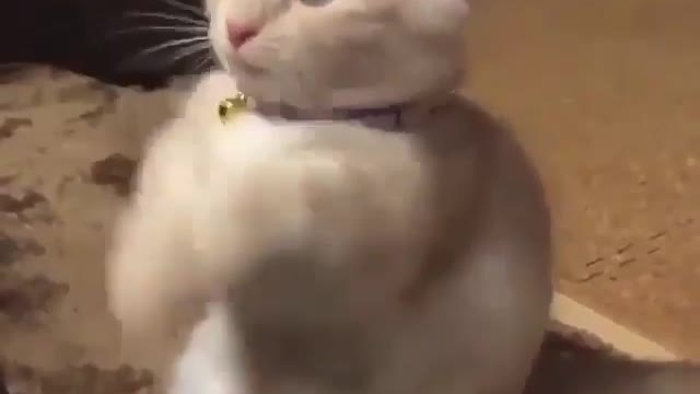 Cute cat doing gangnam style..sooo cutee