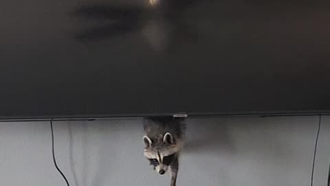 Raccoon Likes to Hide Behind Television