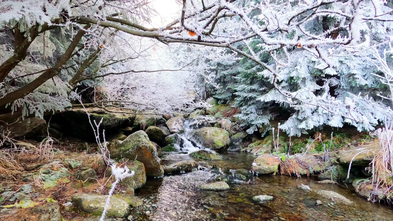 A Creek Flowing over Mossy Rocks in a Winter Forest