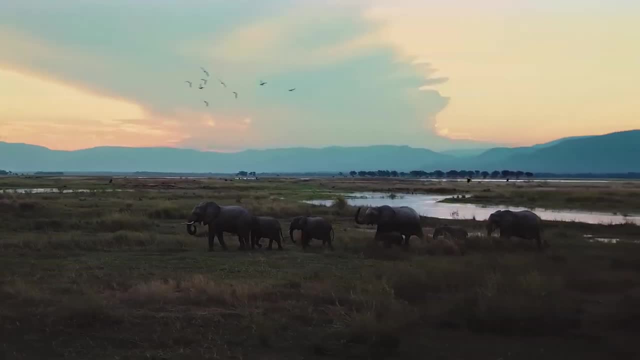 WILD IS LIFE - Most of Beautiful Nature Music