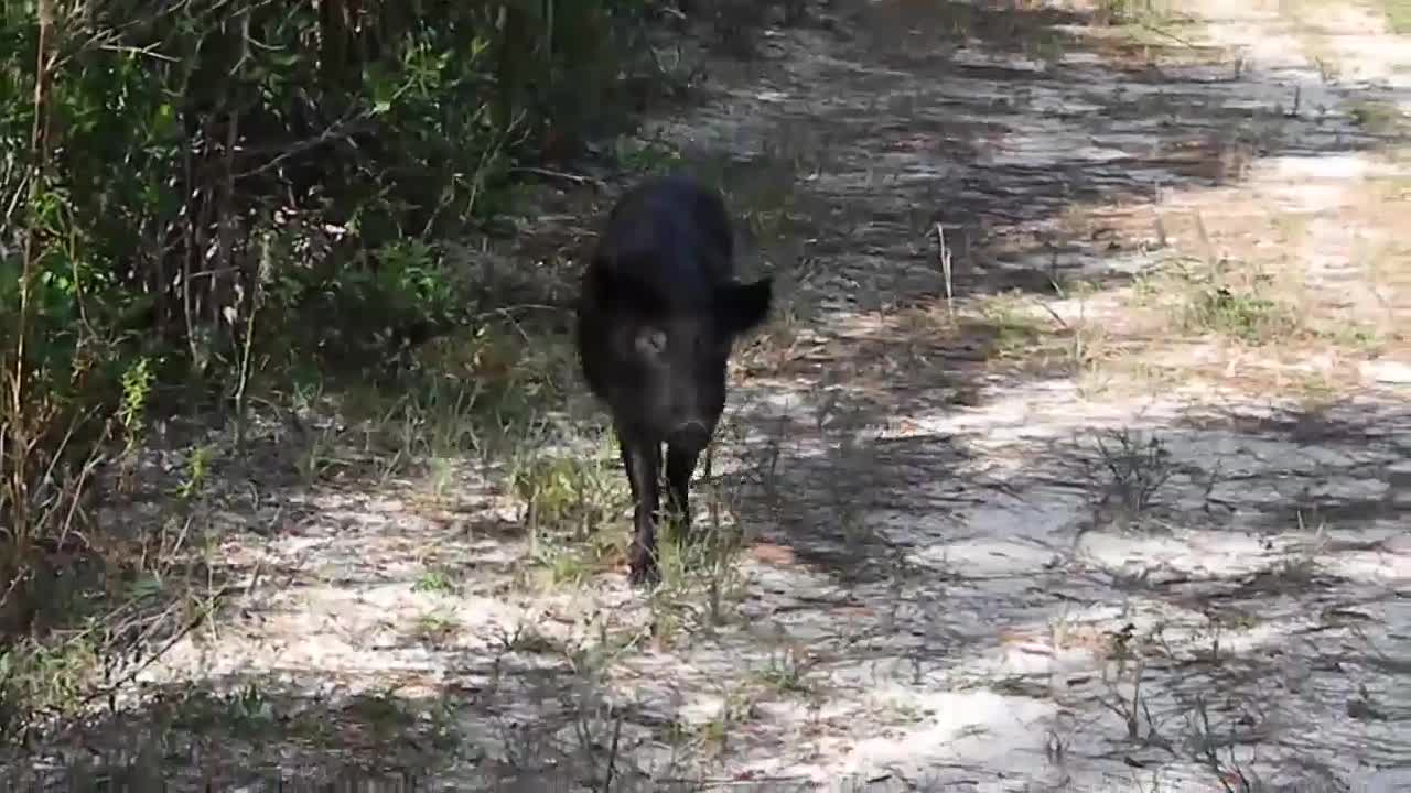 Wild Hog Taking A Stroll