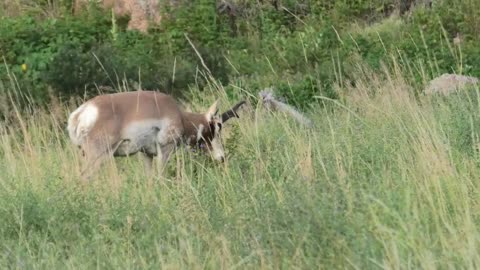 Antelope (pronghorn)