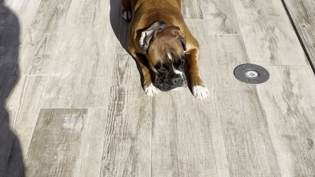 Well Trained Boxer Shows off Her Tricks