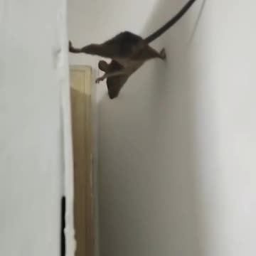 This not a BATMAN 🦇 || RATMAN 🐀🐀🐀