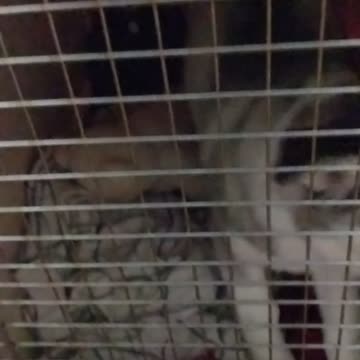 Adorable Husky Puppy Can't Wait To Get Out Of Her Kennel <3