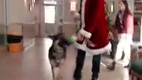 Letting Shelter Dogs Pick Their Christmas Presents