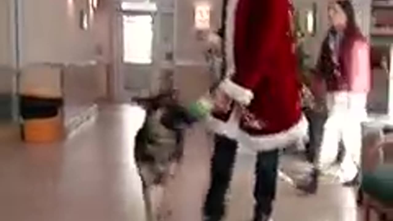 Letting Shelter Dogs Pick Their Christmas Presents