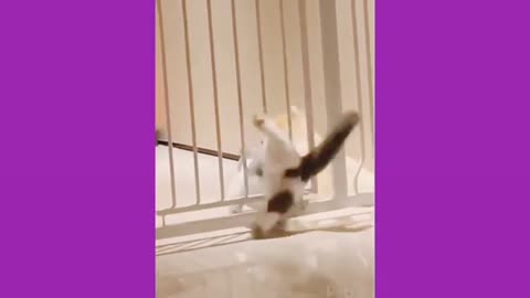 Very funny cat video for ...