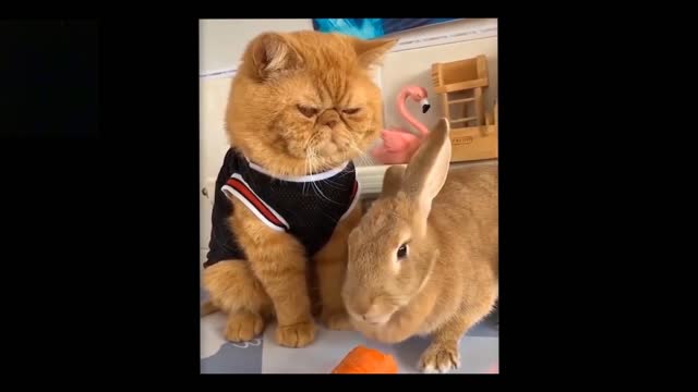 No comment😾vs🐰 (funny)