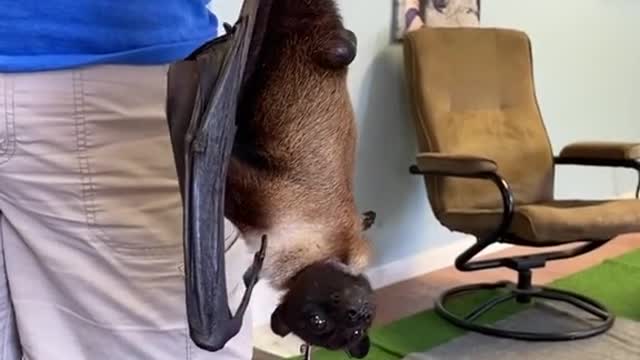 bat#coolanimals#animallover