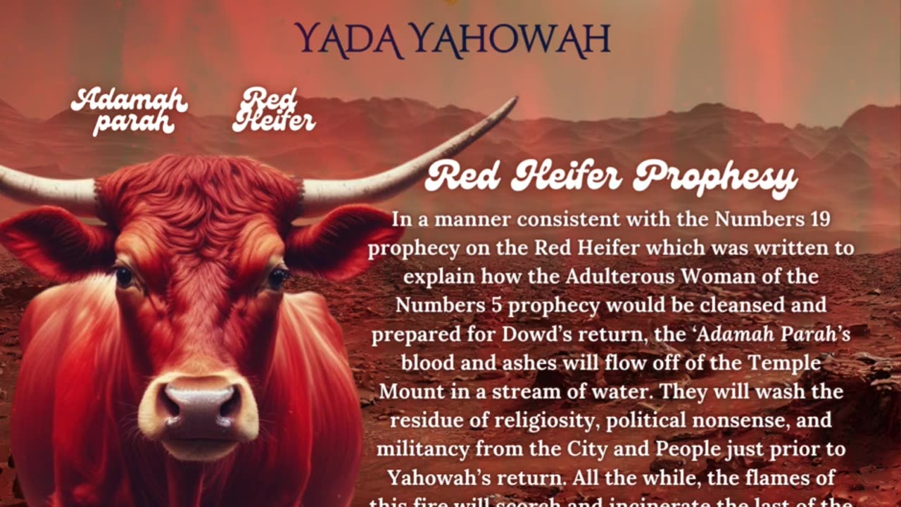 The Red Heifer Prophesy