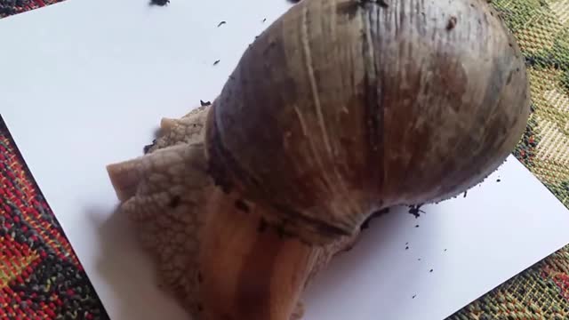 Big Snail