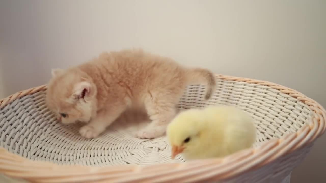 Two cute kittens walking with a chick