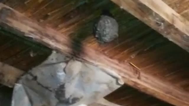 See a group of nests for bats and how you know that they are alive and what they are used for