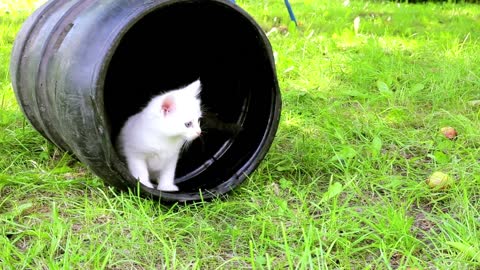 Very beautiful kitten compilation, Funny cute pets lovers