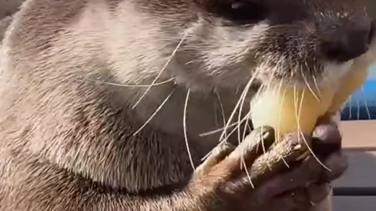 Otter lunch with delicious fish