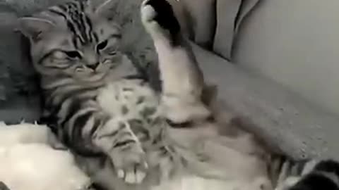 Cute and funny cats