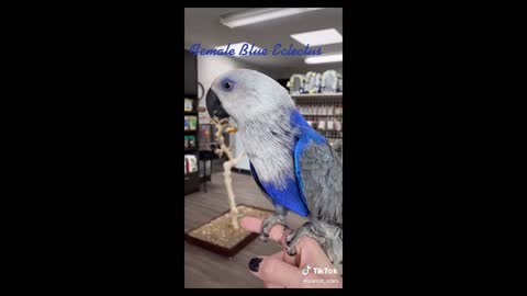 CUTE AND FUNNY PARROT VIDEO COMPILATION