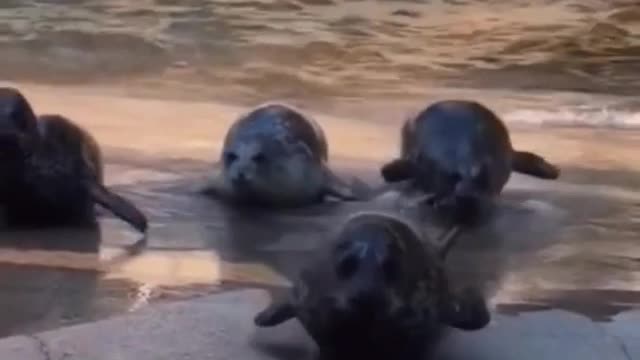 Seals look so cute when they walk on land