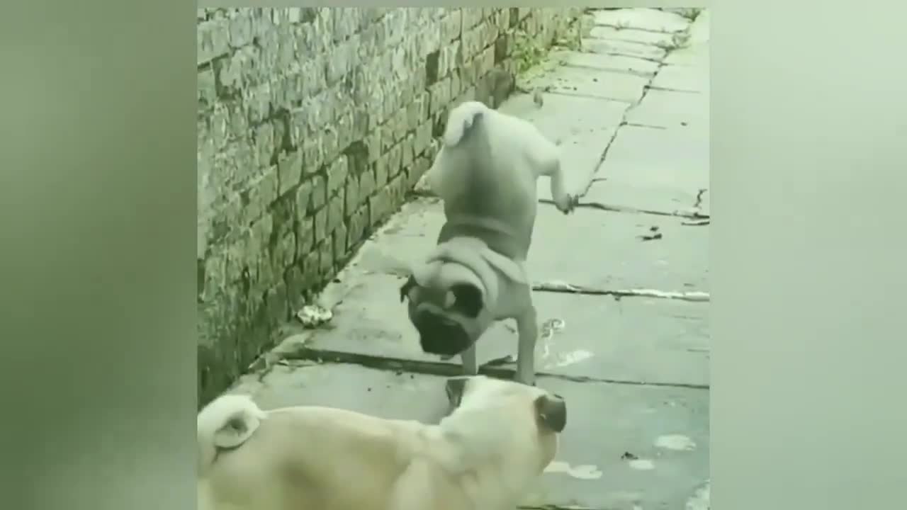 TOP 50 MOST POPULAR FUNNY ANİMAL