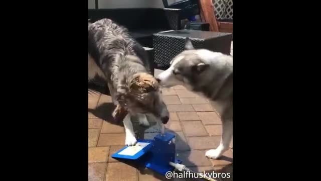 Huskies LOVE To Run! Cute and Funny Husky Puppies - Amazing Pets