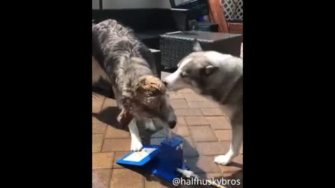 Huskies LOVE To Run! Cute and Funny Husky Puppies - Amazing Pets