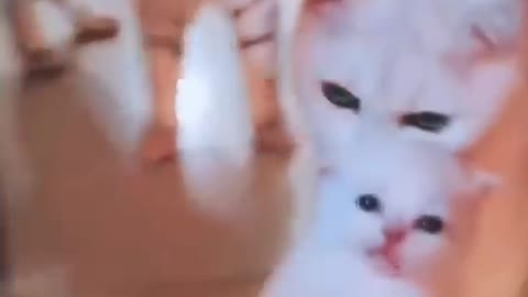 Baby cats _ cute and funny cat video compilation