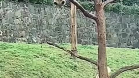 Funny animal videos