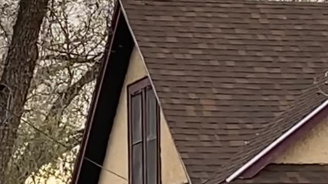 Strange Dog Barks on Rooftop